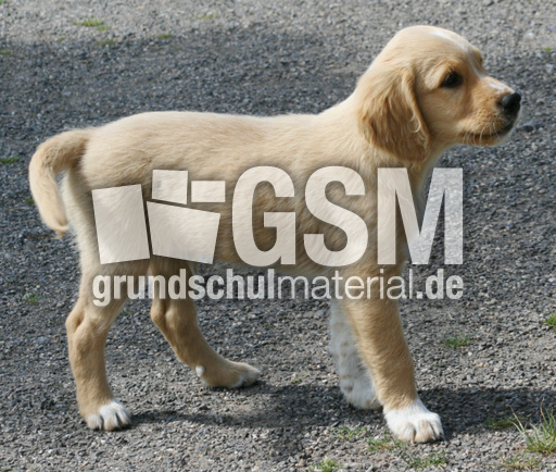Hund-Mischling-2.jpg